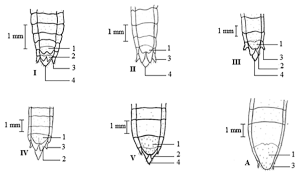 Capsule network-based approach for estimating grassland coverage